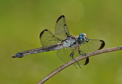 Female
2009_08_08_Baker